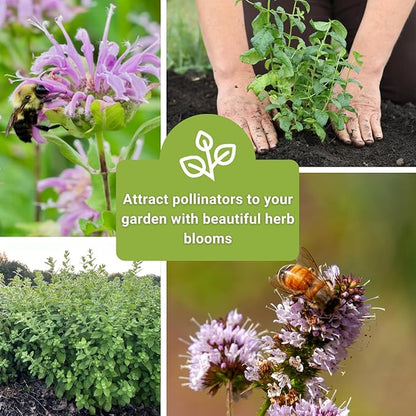 Sow Right Seeds - Mint Garden Seed Collection - Includes Common Mint, Catmint, Peppermint & More - Popular Non-GMO Heirloom Varieties for Planting Indoors or Outdoors - Herbal Teas, Drinks & Desserts
