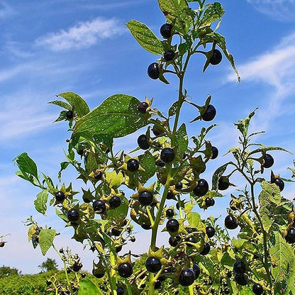 Palm Beach Medicinal Herbs - Belladonna (Atropa Belladonna) - Packet of 30 Seeds