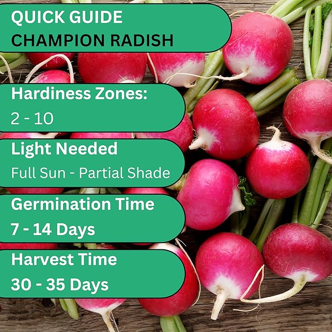 Champion Radish Seeds for Planting – Heirloom, Non-GMO Radish Seeds for Home Gardens, Fast Growing Red Radishes for Fresh Eating | Woods Creek Seeds