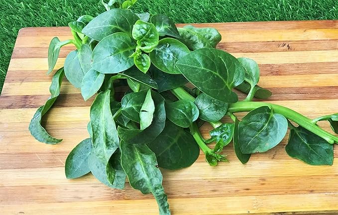 TomorrowSeeds - Giant Malabar Spinach Seeds - 50+ Count - for 2026 Planting USA Garden Green Vegetable Plant Leaf Kale Lettuce Bloomsdale Cabbage Non-GMO Heirloom Grow Your Own Home Farm Patio