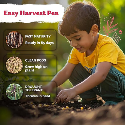 KVITER 75 Top Pick Pinkeye Cow Pea Seeds for Planting (Vigna Unguiculata) – Field Pea, Bush Purple Hull Peas, Heirloom & Organic | Peas & Beans – Vegetable Seeds for Outdoor Garden, Beds, Containers
