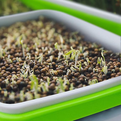 Pack 6 Seed Sprouter Tray with Drain Holes,Seed Germination Tray Kit BPA Free Nursery Trays,Soil-Free Big Capacity Healthy Wheatgrass Grower Sprouting Container Kit for Home