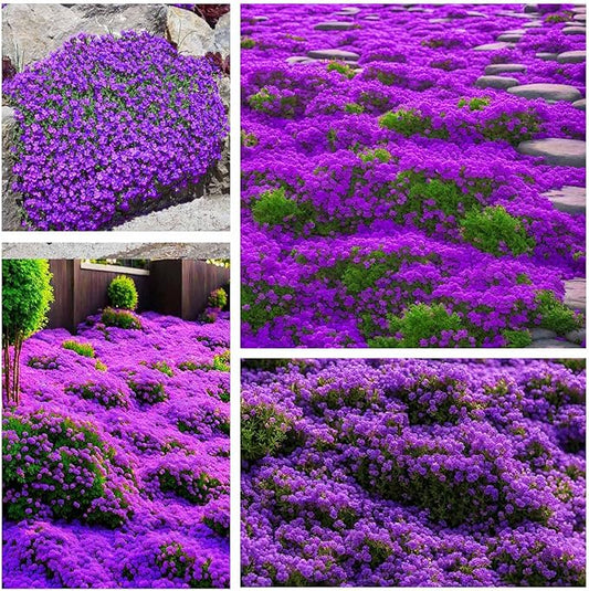 18000+ Magic Creeping Thyme Seeds for Planting Ground Cover Plants Heirloom Flowers Perennial Thyme Non-GMO Thymus Serpyllum Seed