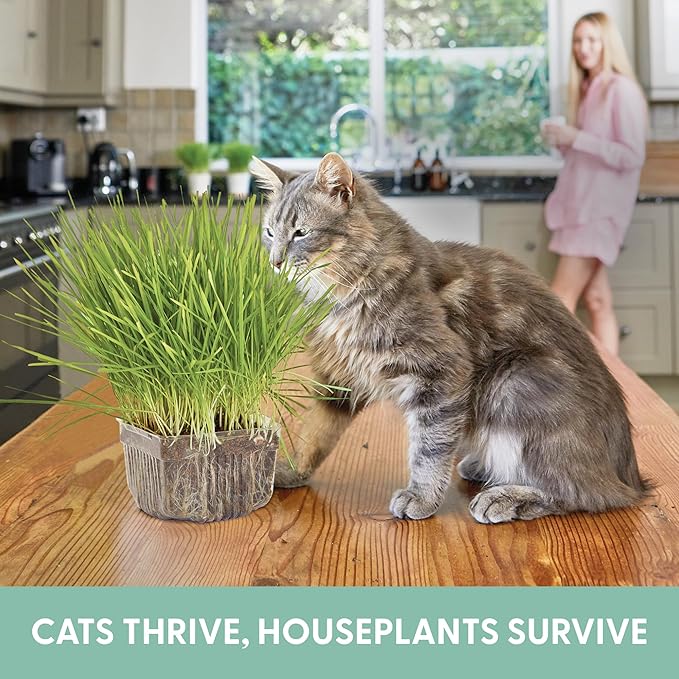 The Cat Ladies Cat Grass Growing Kit - Organic Seed, Soil and BPA Free containers (Non GMO) - All of Our Seeds are Locally Sourced - 1 Pack