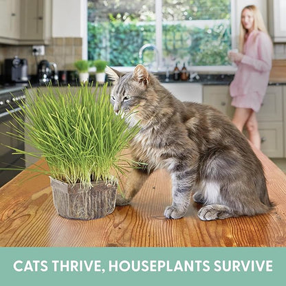 The Cat Ladies Cat Grass Growing Kit - Organic Seed, Soil and BPA Free containers (Non GMO) - All of Our Seeds are Locally Sourced - 1 Pack