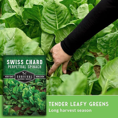 Survival Garden Seeds - Perpetual Spinach Seeds for Planting – Swiss Chard Variety with Spinach Flavor, Heat & Cold Tolerant Long Season Greens for Spring to Fall Harvest (3 Packs)