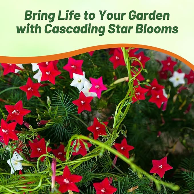 Outsidepride Mixed Cypress Vine Seeds - 200 Pcs Annual Flower Seeds with Nectar-Rich, Star-Shaped Flowers & Feathery, Fern-Like Leaves for Fences, Trellises, Pergolas & Vertical Gardens