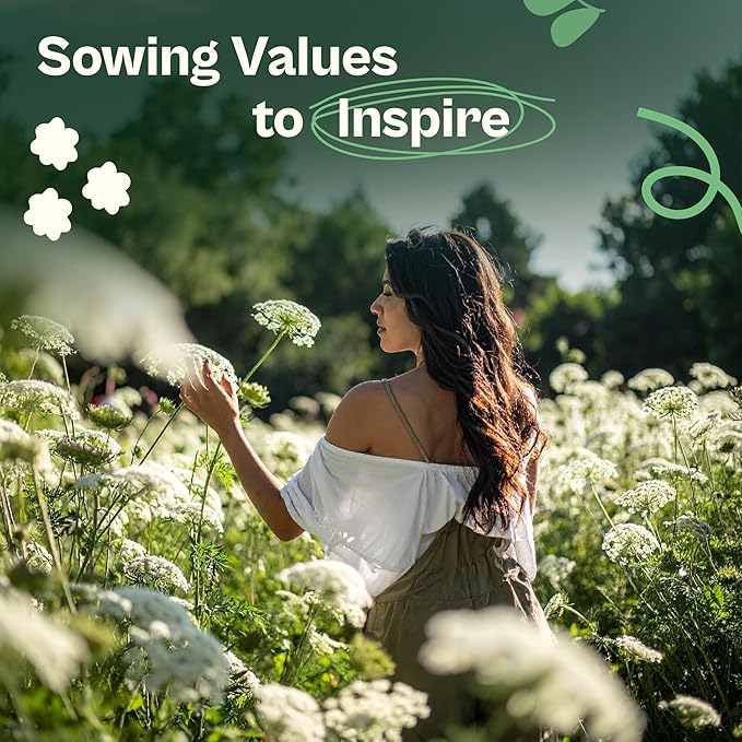 SVI 900 Queen Anne's Lace Seeds for Planting, Bishop's Flower Seed Packets (Ammi majus) - Bullwort, Laceflower, Heirloom & Organic Wildflower, False Annes Lace - Wild Flower Seeds to Plant Outside