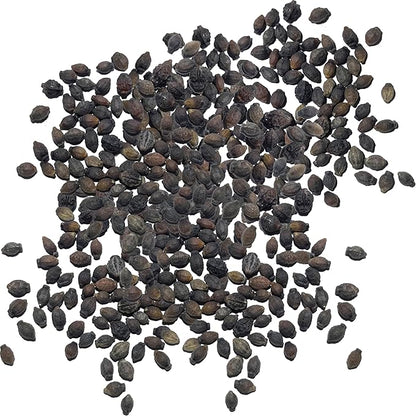 Seed Needs Four O' Clock Seeds Mixed Colors Annual Multicolored Blooms | 300+ Heirloom Seeds Mirabilis Jalapa Annuals Open Pollinated | Bulk Annual Flowering Seed Attracts Pollinators