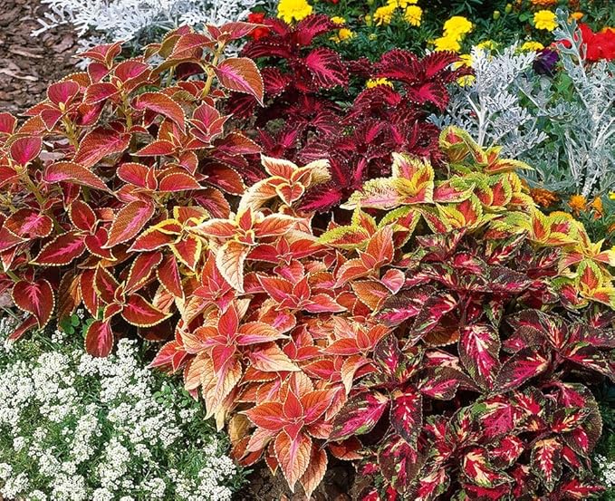 100 pcs Coleus Rainbow Mix Seeds for Planting - Beautiful Flowers - Indoors or Outdoors - Non-GMO Heirloom Seeds