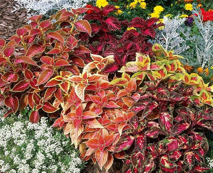 100 pcs Coleus Rainbow Mix Seeds for Planting - Beautiful Flowers - Indoors or Outdoors - Non-GMO Heirloom Seeds