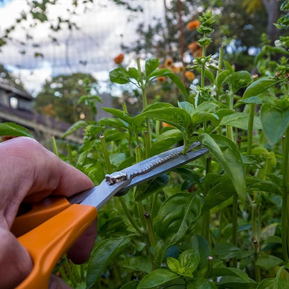 Plant Good Seed Organic Genovese Basil Seeds for Planting: Perennial Herb, Green Leaves - 200 Seed Packet