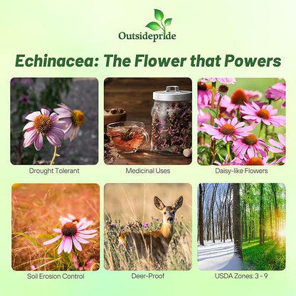 Outsidepride Purple Echinacea Coneflower Seeds - 5 lbs Perennial, Deer-Proof & Drought Tolerant Flower Seeds with Daisy-Like Blooms for Pollinator-Friendly Gardens, Borders, & Meadows