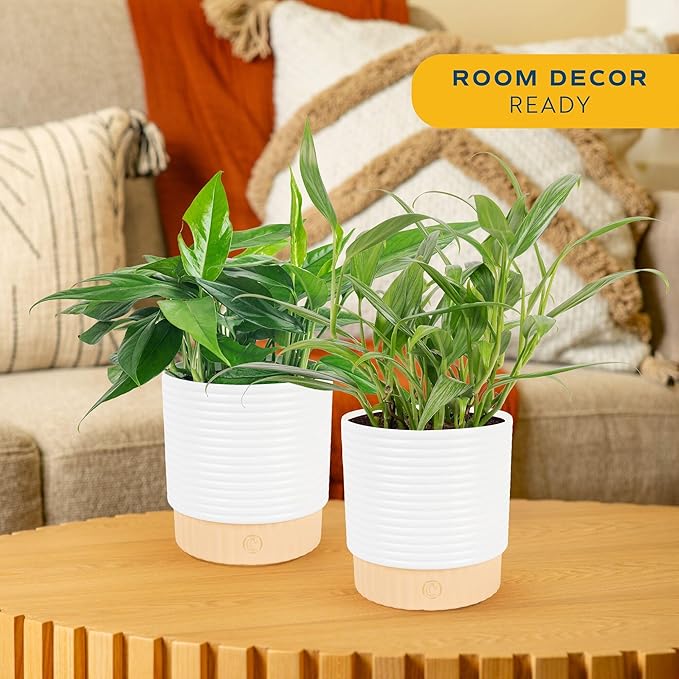 Costa Farms Live Pothos Plants in Decorative Pots, Easy to Maintain Vining Plant, Air Purifying Indoor Houseplants, Room or Office Decor, House Warming Gift, 12-14 Inches Tall, Pack of 2