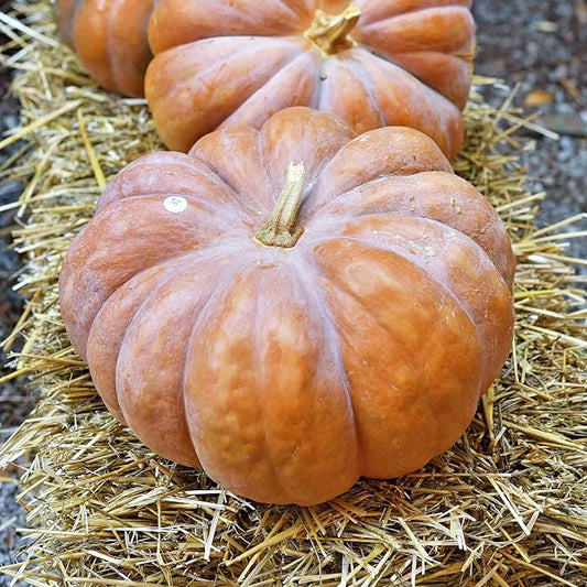 Eden Brothers Pumpkin Seeds - Fairytale Non-GMO Seeds for Planting, 1 Pound | High-Yielding, Fast Growing Vegetable Seeds, Plant During Warm Season, Zones 3, 4, 5, 6, 7, 8, 9, 10