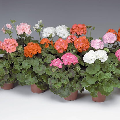 Pinto Premium Series Geranium Mix ~ 10 Seeds – Pelargonium x hortorum | 12-18" Upright Plants, 4-5" Blooms | Annual or Perennial | Heat & Drought Tolerant | Mixed Colors | Non-GMO