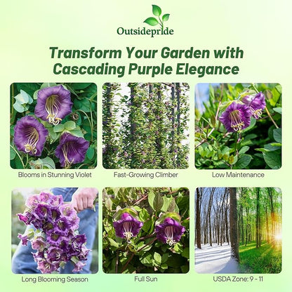 Outsidepride Violet Cobea Cup and Saucer Vine Seeds - 100 Pcs Perennial Climbing Vine Flower Seeds with Lush Foliage & Large Flowers That Attract Pollinators, for Fences, Trellises, or Walls