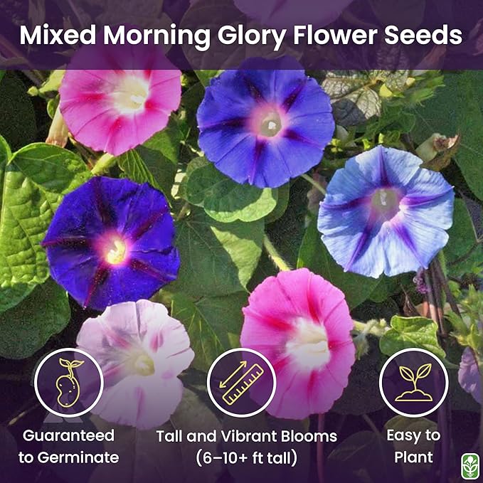 Mixed Morning Glory Seeds for Planting – 200 Fresh Seeds – Blue, Purple, White, and Rose Climbing Vine Flowers – Attracts Butterflies & Hummingbirds – Fast-Growing Vine – Grown in The USA