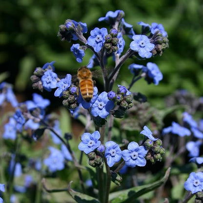 Happy Birthday Bee Forget Me Not Seed Packets - Set of 25 - Thank You Gifts - Wildflower Seeds for Planting - Floral Gifts - Thank You Card - Wild Flowers Bulk