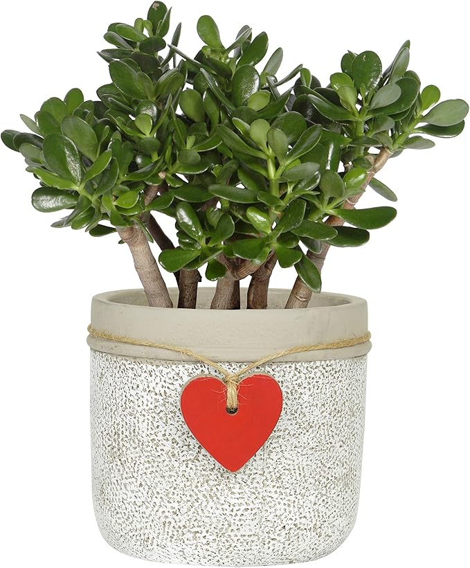 Classic Home and Garden 210028P-396 Heart Pot Planter, Large, Whitewash