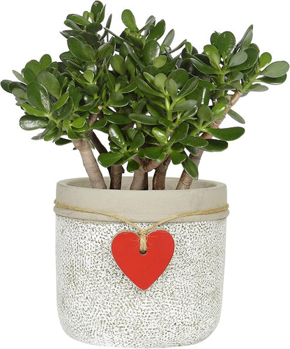 Classic Home and Garden 210028P-396 Heart Pot Planter, Large, Whitewash