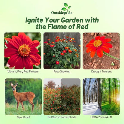 Outsidepride Red Torch Mexican Sunflower Seeds - 2000 Seeds Annual Tithonia, Fast-Growing, Heat & Drought-Tolerant Flower Seeds for Pollinator Gardens, Landscapes, & Flower Arrangements (AAS Winner)