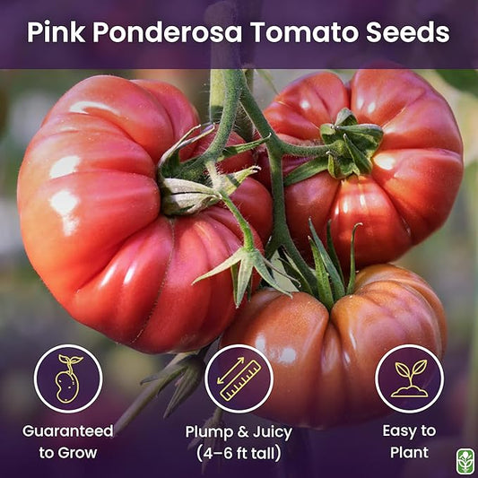 Pink Ponderosa Heirloom Tomato Seeds - Large Tomato - One of the Most Delicious Tomatoes for Home Growing, Non GMO - Neonicotinoid-Free.