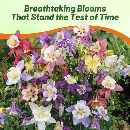 Outsidepride Mixed Columbine Seeds - 1000 Pcs Perennial, Easy to Grow Flower Seeds for Planting, Suitable for Pollinator-Friendly Garden, Cut Floral Arrangements, Ground Covers, or Borders