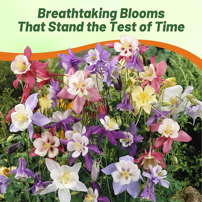 Outsidepride Mixed Columbine Seeds - 2000 Pcs Perennial, Easy to Grow Flower Seeds for Planting, Suitable for Pollinator-Friendly Garden, Cut Floral Arrangements, Ground Covers, or Borders