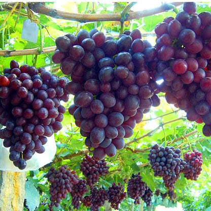 Mix Organic Grape Seeds for Planting Outdoor, 50pcs Perennial Organic Grapes Fruit Seeds Sweet Edible Plants, Non-GMO Heirloom Sweet Juicy Fruits Plants in Your Home Garden