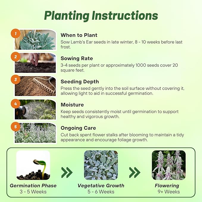 Outsidepride Stachys Byzantina Lamb's Ear Seeds - 2000 Pcs Perennial Flower Seeds for Planting Velvet-Textured Silvery Foliage & Vibrant Blooms for Ground Cover & Pollinator Gardens