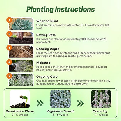 Outsidepride Stachys Byzantina Lamb's Ear Seeds - 2000 Pcs Perennial Flower Seeds for Planting Velvet-Textured Silvery Foliage & Vibrant Blooms for Ground Cover & Pollinator Gardens