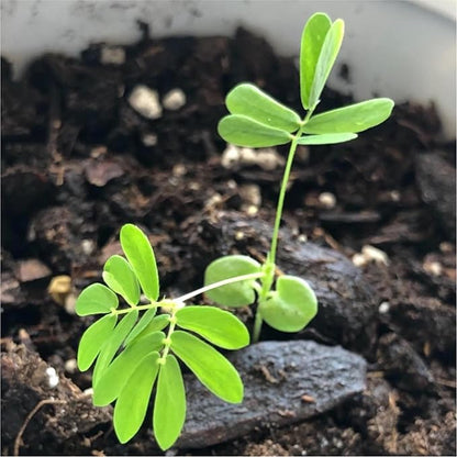Seed Needs Sensitive Plant Seeds for Planting Mimosa pudica - Heirloom & Open Pollinated Annual Flowers - Pink Blooms with Leaves That React to Touch (2 Packs)