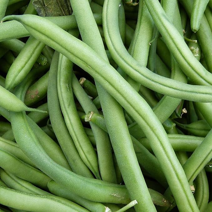 Blue Lake FM1K Pole Bean Seeds - 30 Gram Packet - Non-GMO, Heirloom - Green Bean Vegetable Garden Seeds - Phaseolus vulgaris