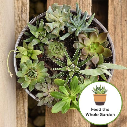 Succulent and Cactus Fertilizer in 5oz. Bag | Long Lasting Gentle Plant Food Formula for All Live Succulents, Cacti, and Other Desert Houseplants