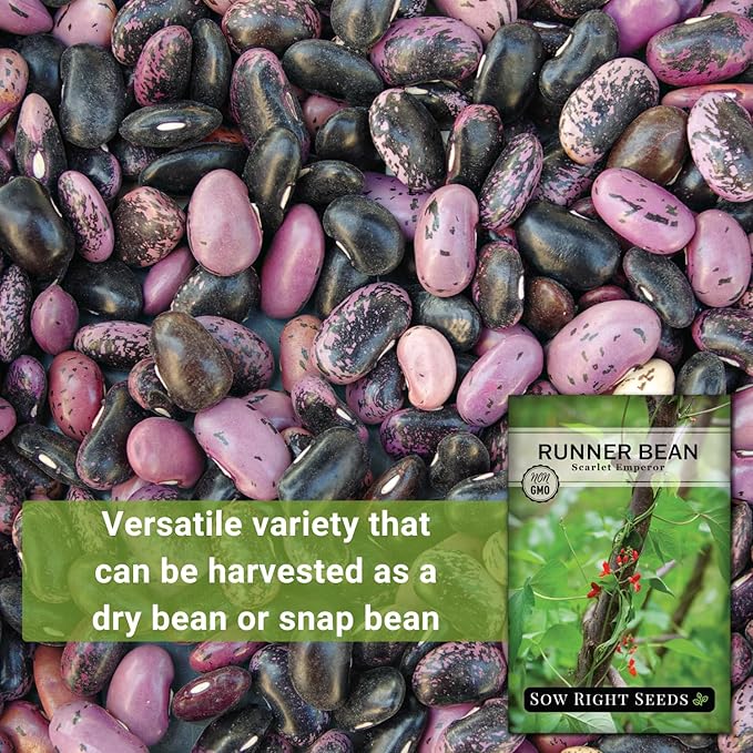 Sow Right Seeds - Scarlet Emperor Runner Bean Seeds for Planting - Non-GMO Heirloom Packet with Instructions to Plant & Grow an Outdoor Home Vegetable Garden - Tall and Fast Growing Vining (3)