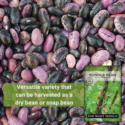Sow Right Seeds - Scarlet Emperor Runner Bean Seeds for Planting - Non-GMO Heirloom Packet with Instructions to Plant & Grow an Outdoor Home Vegetable Garden - Tall and Fast Growing Vining (3)