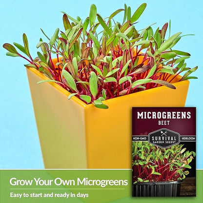 Beet Microgreen Seeds for Sprouting - Non-GMO Heirloom Beet Seeds to Grow Red Microgreens - Indoors or Hydroponic - Fast Growth, Sweet Flavor - Survival Garden Seeds (1 Pack)