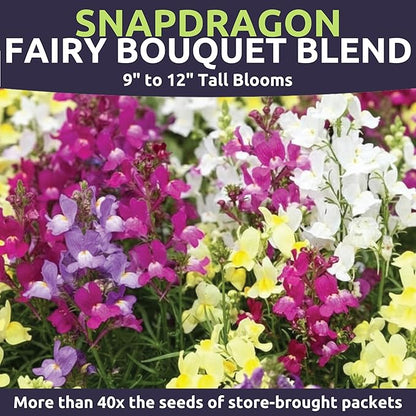 Snapdragon Fairy Bouquet Blend – Large 4 Ounces Seed Packet – 1,600,000 Flower Seeds for Planting – Lineria