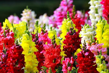 Seeds Multicolor Dwarf Snapdragon Seed Mix 1000+ Seeds to Grow Compact Snapdragon Assorted Colors