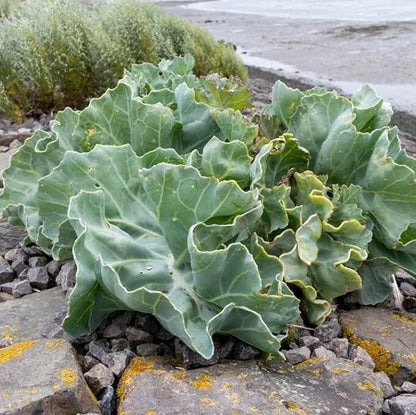 CHUXAY GARDEN Sea Kale Seed 10 Seeds Non-GMO Edible Vegetable Ornamental Vegetables Plant Perennial Seasoning Culinary Plants Great Taste