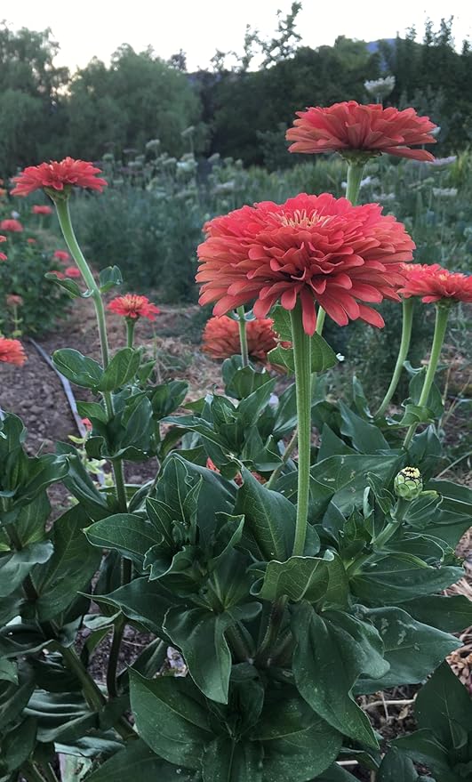 Plant Good Seed Organic Benary's Giant Coral Zinnia Seeds for Planting: Hot Weather Cut Flower, Double Stacked Blossoms - 100 Seed Packet