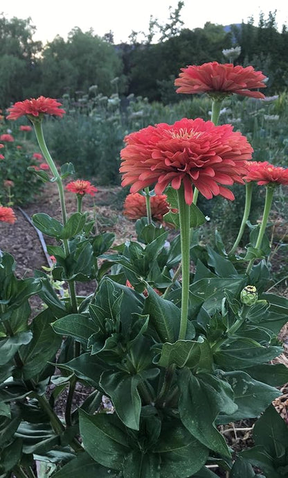 Plant Good Seed Organic Benary's Giant Coral Zinnia Seeds for Planting: Hot Weather Cut Flower, Double Stacked Blossoms - 100 Seed Packet