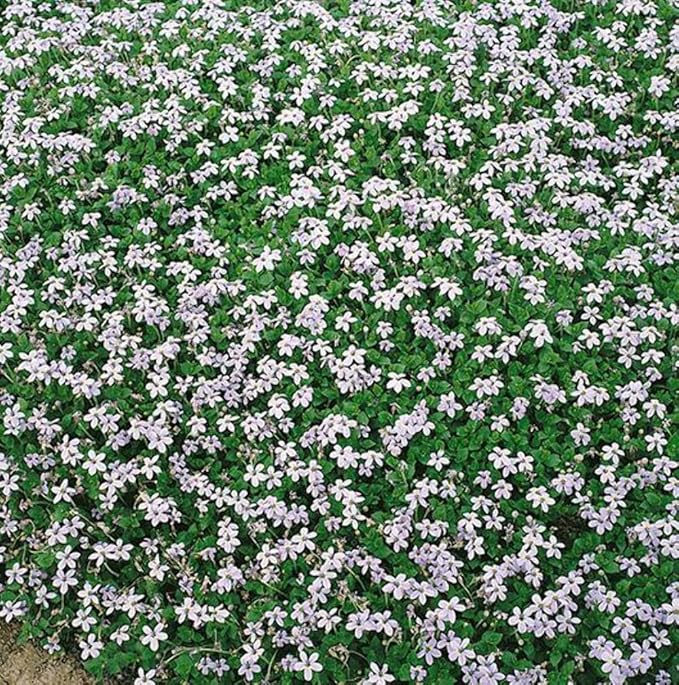Perennial Farm Marketplace Isotoma fluviatilis (Blue Star Creeper) Groundcover, Size- 1 Quart, Bluish Flowers