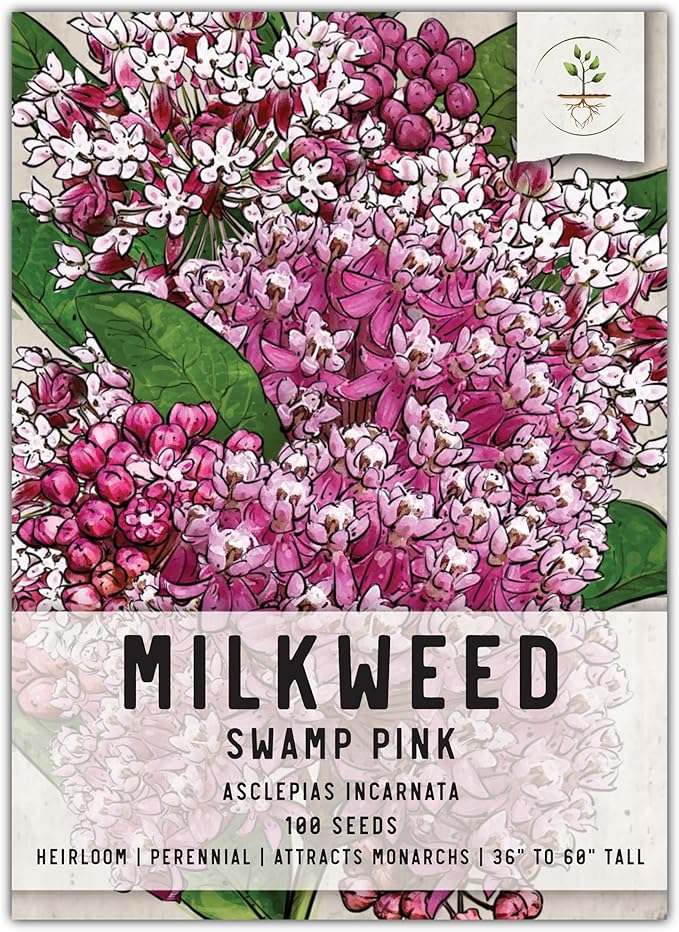 Seed Needs Pink Swamp Milkweed Seeds for Planting - Heirloom & Untreated - Grow a Butterfly Garden to Attract Monarch Butterflies & Pollinators (1 Pack)