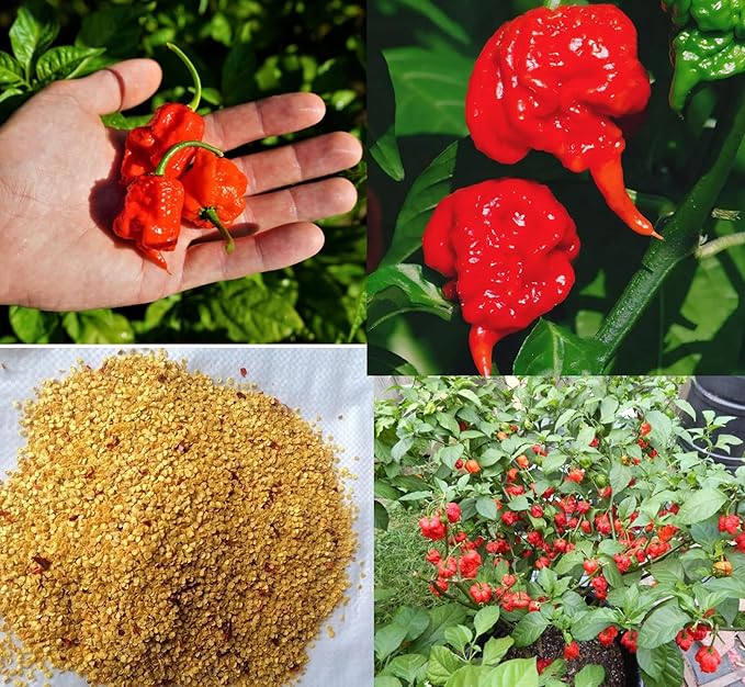 100PCS Carolina Reaper Chili Pepper Seeds Hot Pepper Vegetable Seeds Heirloom