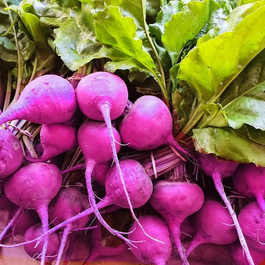 7 Types Radish Seeds Pack for Planting -900+ Including Cherry Belle, Watermelon Radish, Purple Plum and Daikon Individually Packed, Red Radish, Mixed Radish Seeds for Home Outdoor