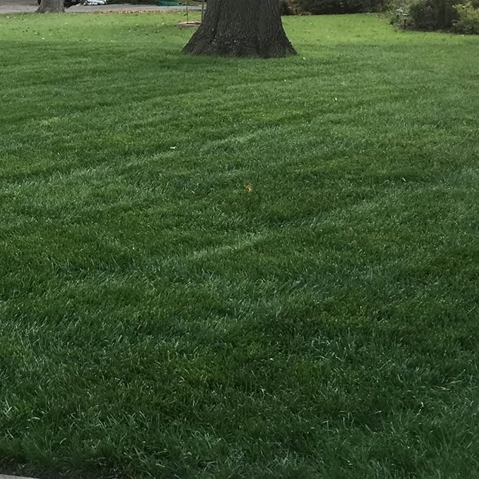 Outsidepride Combat Extreme Northern Zone - 5 Lbs Cold-Hardy, Drought-Resistant Turf Type Tall Fescue & Kentucky Bluegrass Lawn Grass Seed Blend, OptiGrowth Coated for Better Establishment