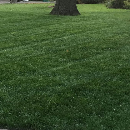 Outsidepride Combat Extreme Northern Zone - 25 Lbs Cold-Hardy, Drought-Resistant Turf Type Tall Fescue & Kentucky Bluegrass Lawn Grass Seed Blend, OptiGrowth Coated for Better Establishment