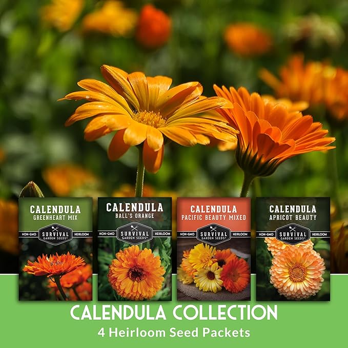 Calendula Seeds for Planting – 4 Pack Mix | Pacific Beauty, Apricot Beauty, Balls Orange, Greenheart – Heirloom Pot Marigold – Medicinal Herb, Pollinator Flowers – Survival Garden Seeds